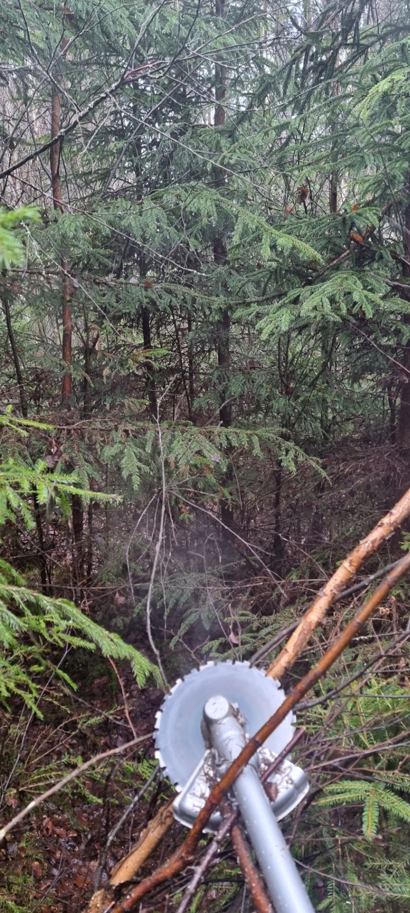 Röjsåg med cirkelblad i arbete bland täta granplantor