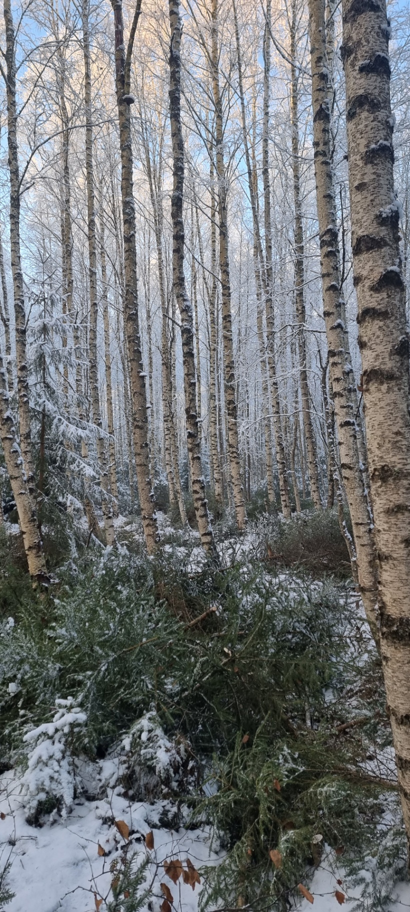 Vita björkstammar och snöklädda grangrenar på skogsmark