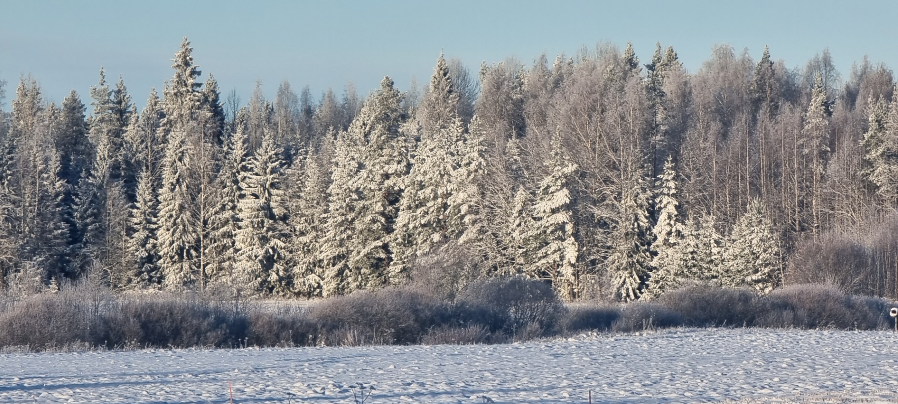 Snötäckt fält framför frostade granar och björkar i småländsk vinterkog