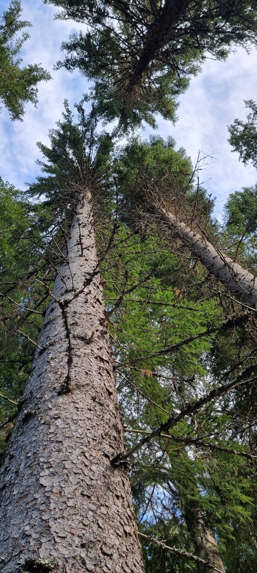 En grov trädstam fotograferad upp mot kronan och himlen