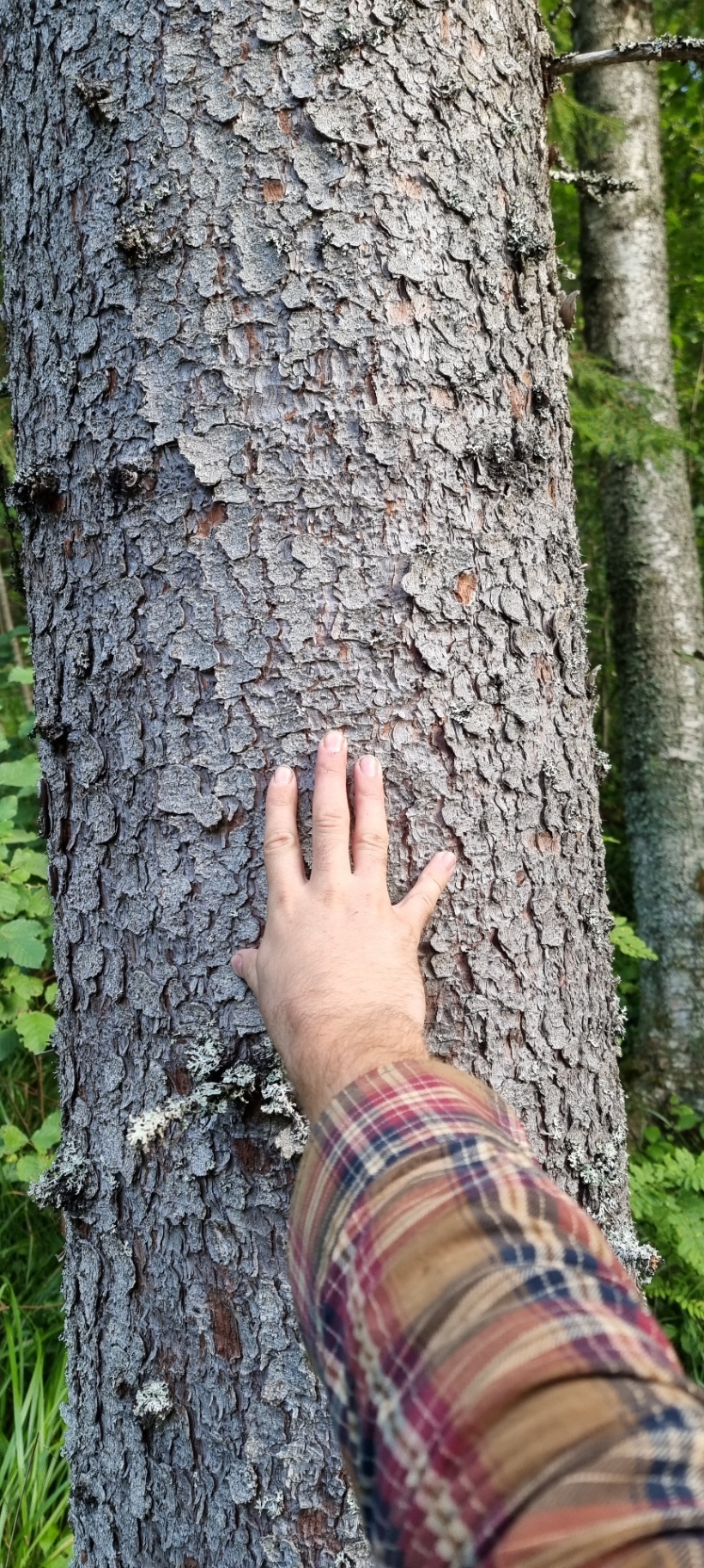 En hand mot barken på en grov trädstam