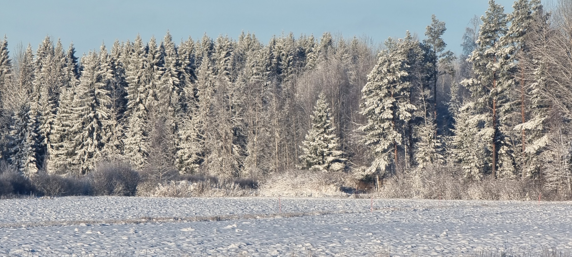 Snötäckt fält med frostat skogsbryn av gran och björk i vinterljus