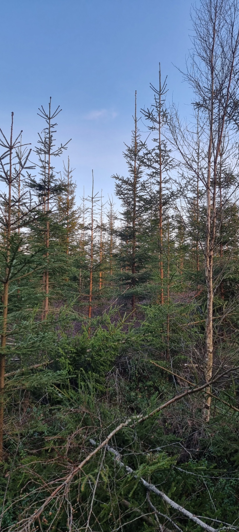 Ung barrskog med grenar på marken och blå himmel