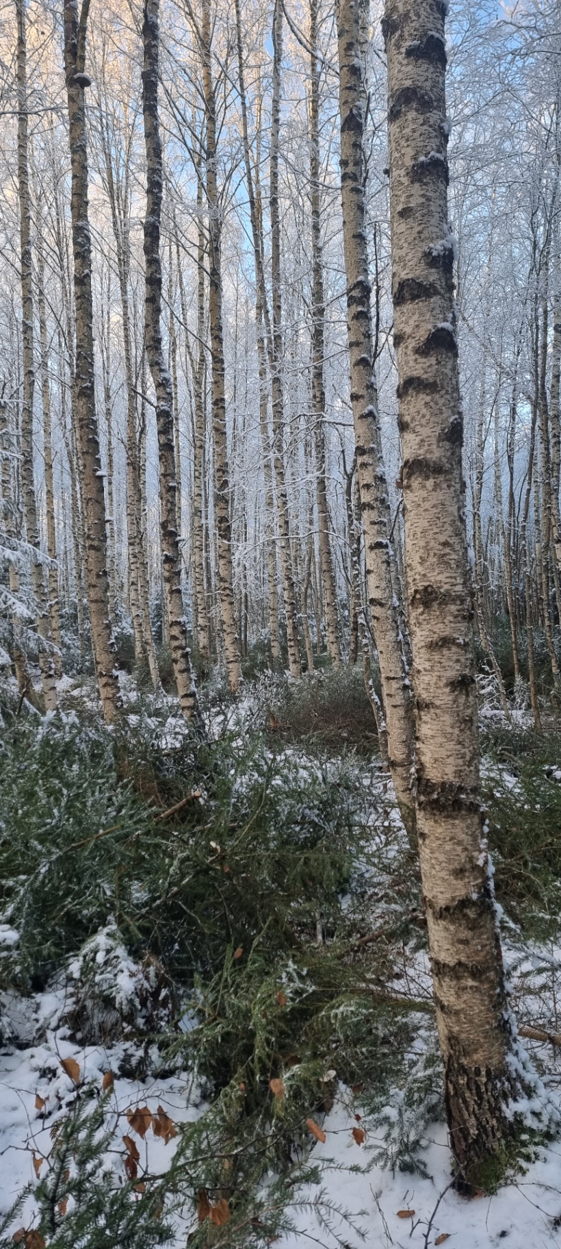 Björkskog med nyfällda granplantor liggande på snön