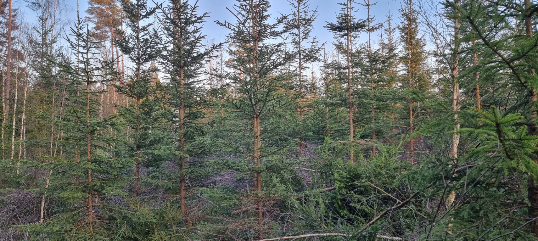 Ung gran och tall med kvarliggande grenar på marken under blå vårhimmel