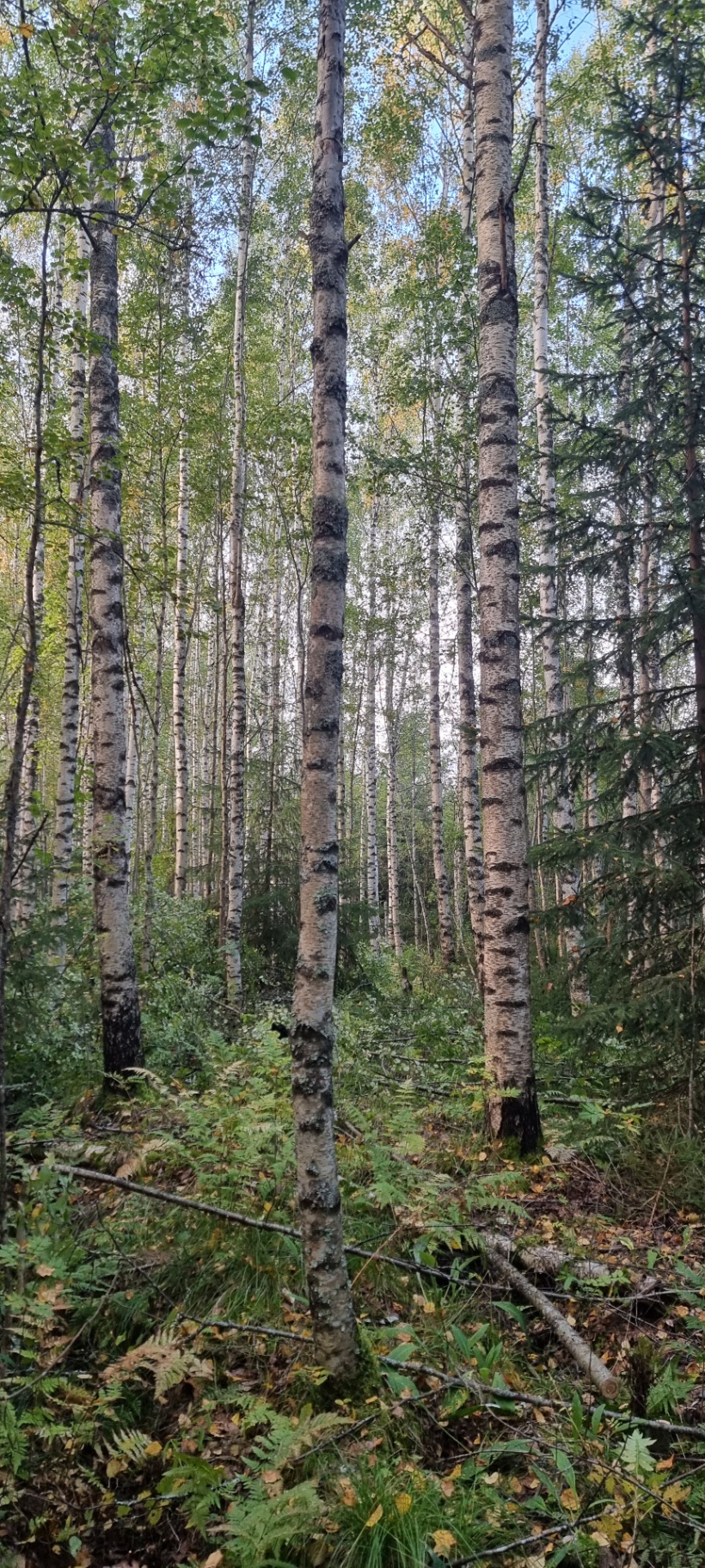 Björkar och granar med grön underväxt och grenar på skogsmarken