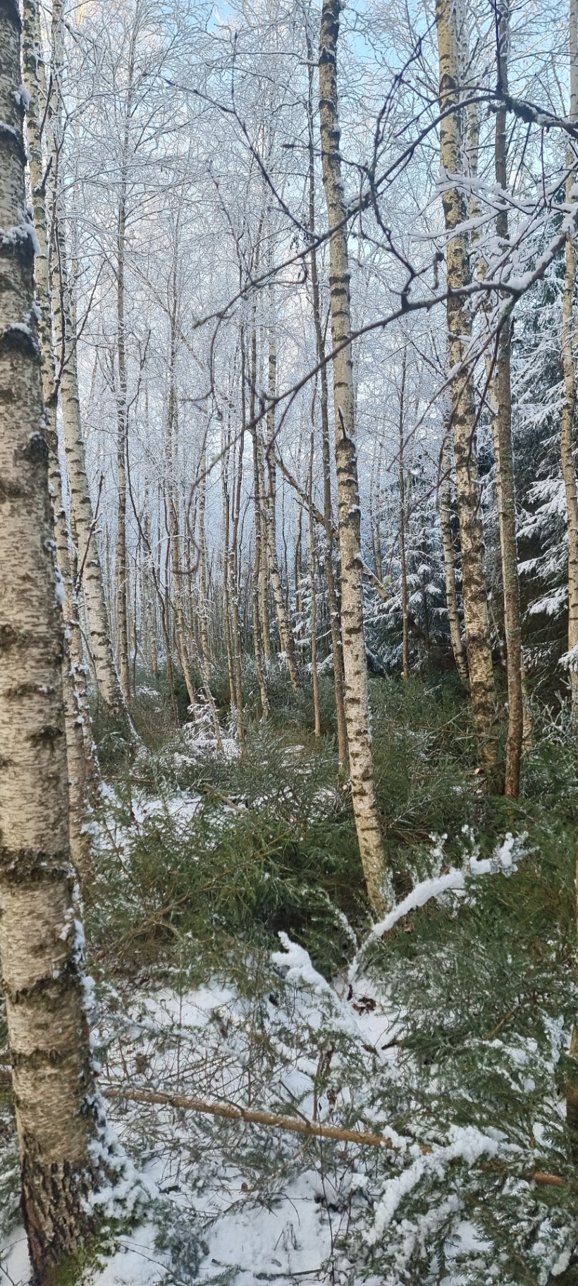 Ung björkskog med frost på stammarna och lätt snö på marken